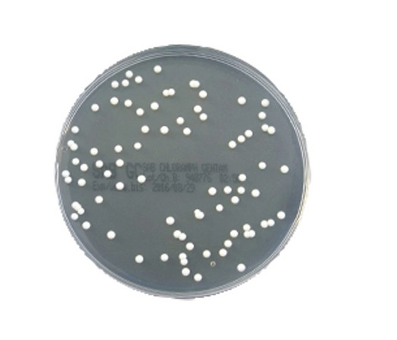 BD Sabouraud-Glucose-Agar